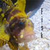 Fisk