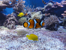 Den orange fisk er en klovnfisk. 
Igen et meget farverigt billede.