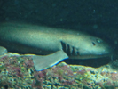 Fisk
