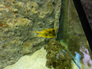 Denne fisk er meget lille og livlig.